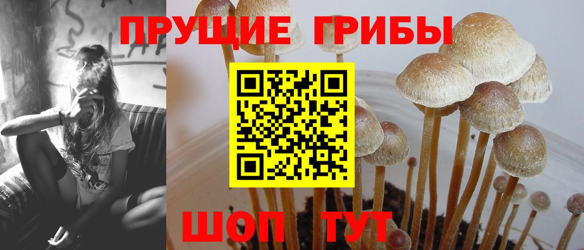 Псилоцибиновые грибы Psilocybine cubensis  Вход с VPN  Псилоцибиновые грибы прущие грибы  Кыштым 